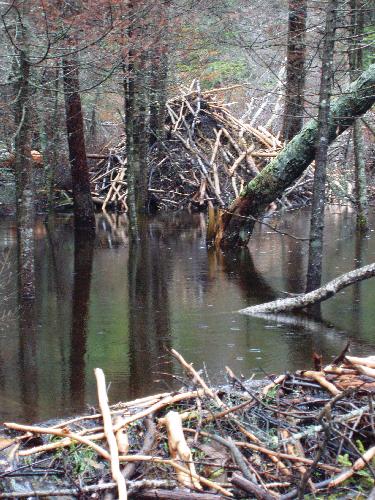 beaver dam on the way to Hutchins Mountain in New Hampshire