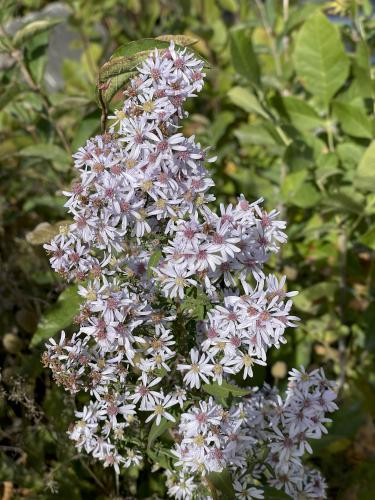Blue Wood Aster