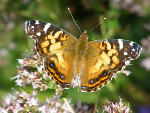 American Lady butterfly