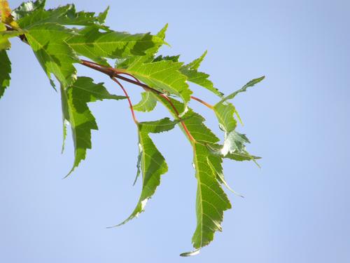 Amur Maple (Acer grinnala)