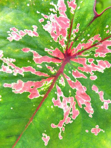 Elephant's Ear (Caladium bicolor) leaf