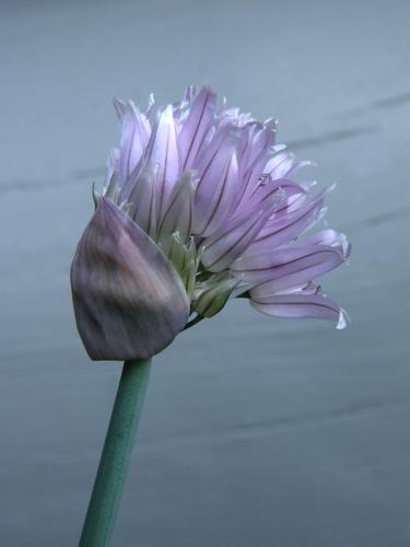 Chives