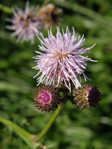 Canada Thistle