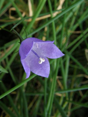 Earleaf Bellflower