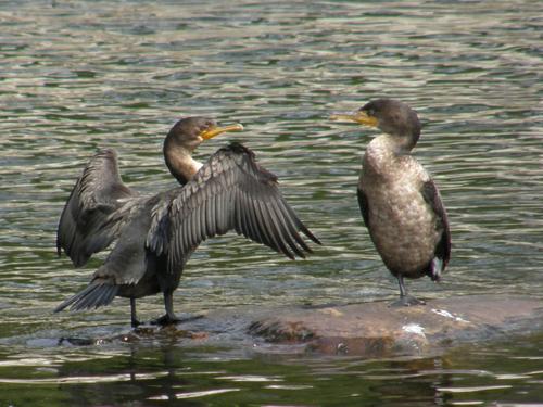 juvenile Double-crested Cormorant (Phalacrocorax auritus)