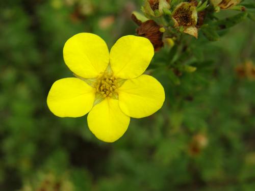 Shrubby Cinquefoil (Potentilla fruticosa)