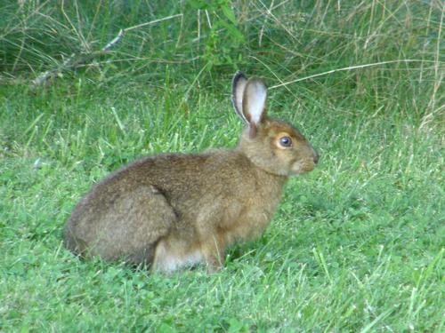 Eastern Cottontail (Sylvilagus floridanus)