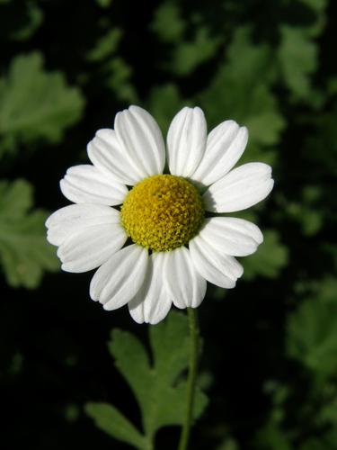 Feverfew (Tanacetum parthenium)