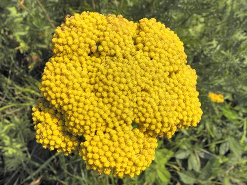 Coronation Gold Fernleaf Yarrow