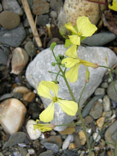 Indian Mustard