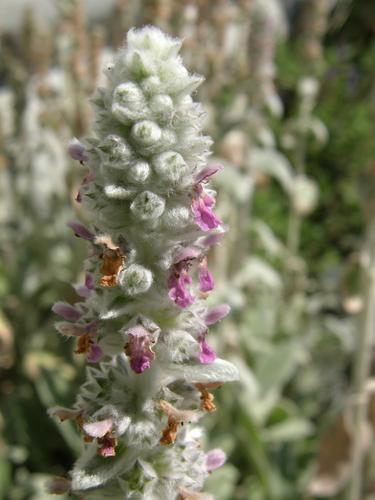 Lambs Ears