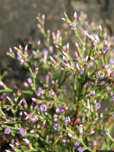 Sea Lavender