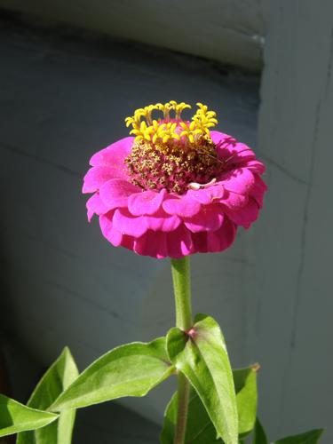 Lilliput Zinnia