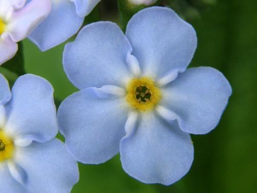 Alpine Forget-me-not (Myosotis alpestris)