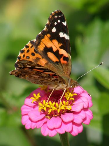 Painted Lady