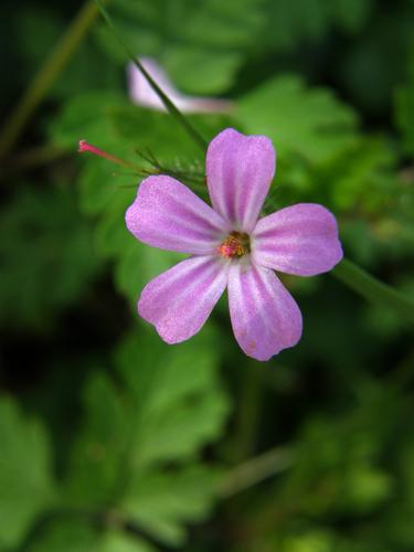 Herb Robert