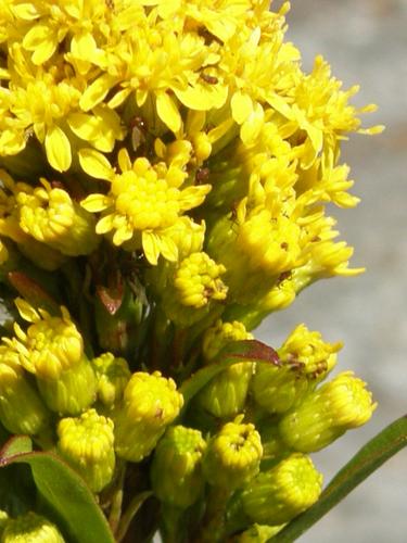 Seaside Goldenrod (Solidago sempervirens)
