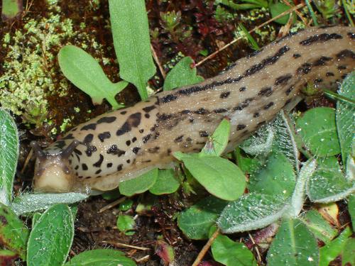 Leopard Slug (Limax maximus) in August on Islesboro Island in Maine