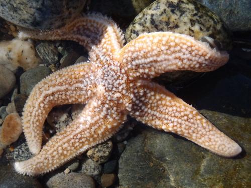 Northern Sea Star (Asterias vulgaris)