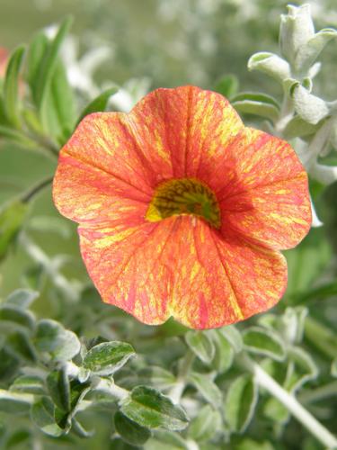 Trailing Petunia