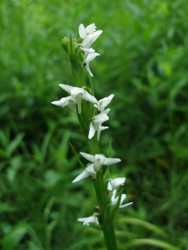 Bog White Orchis (Platanthera dilatata)