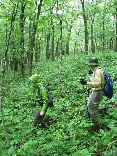 hikers descending Jeffers Mountain in New Hampshire