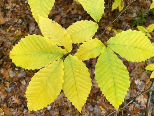 Beech leaves in October at Jewell Hill in northeast Massachusetts