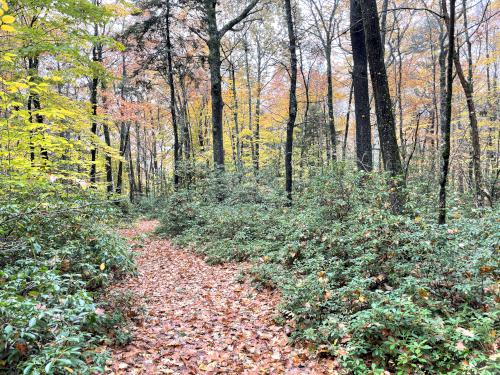 rhododendrons in October at Jewell Hill in northeast Massachusetts