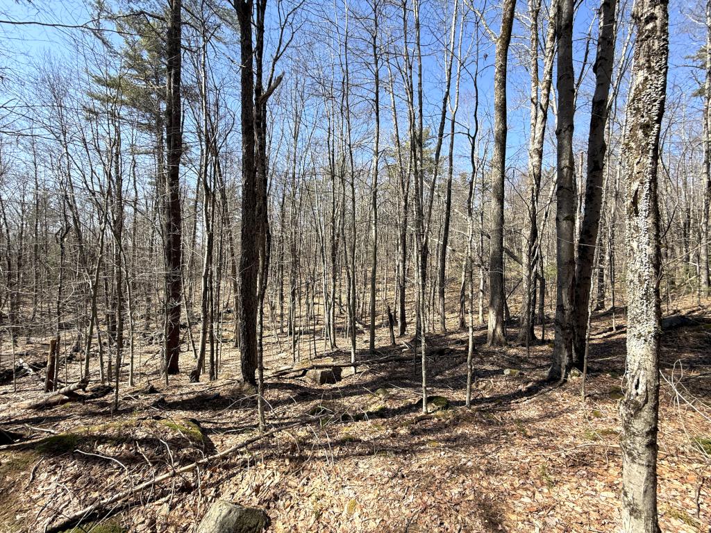 woods in March at Jock Page Hill in southern NH