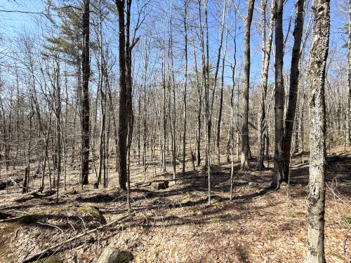 woods in March at Jock Page Hill in southern NH