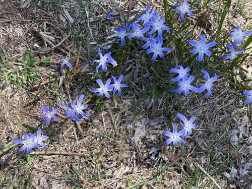 purple flowers in April at John Hay NWR in southern NH