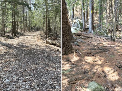 trails in April at John Hay NWR in southern NH