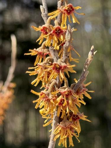 yellow flowers in April at John Hay NWR in southern NH