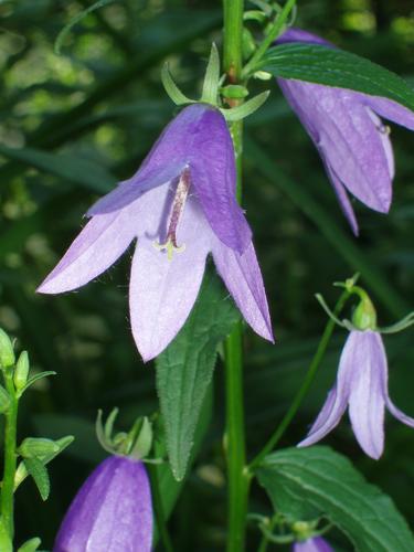 Creeping Bellflower