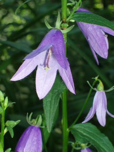 Creeping Bellflower flower