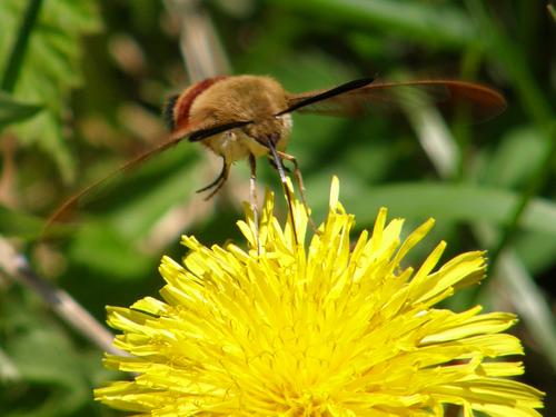 Hummingbird Moth