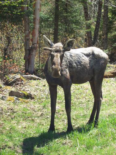 young male moose in spring