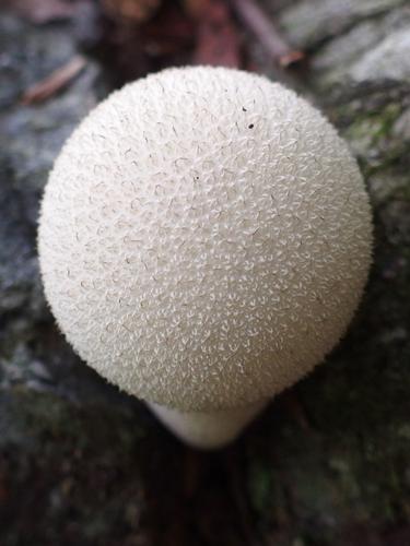 Gem-studded Puffball (Lycoperdon perlatum) in September on Kenyon Hill in western New Hampshire