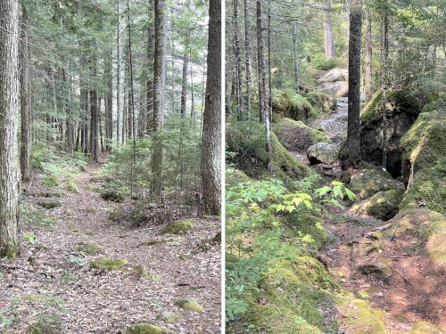 trails in June at Kettle Pond and Spice Mountain in northern VT