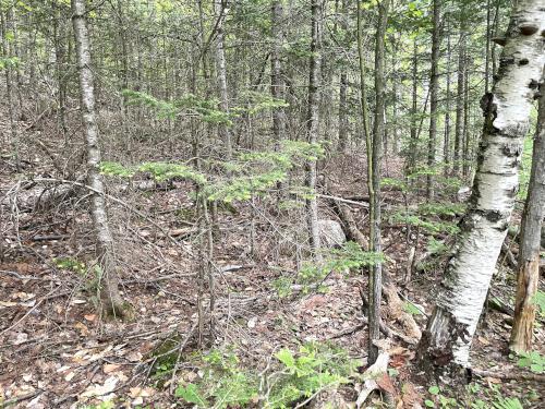 woods in June at Kettle Pond and Spice Mountain in northern VT