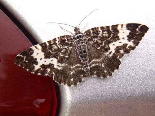 Spear-marked Black Moth (Rheumaptera hastata) in June on Kibby Mountain in western Maine