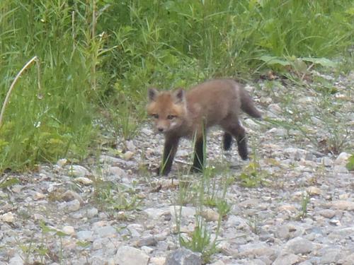 Red Fox (Vulpes vulpes) cub