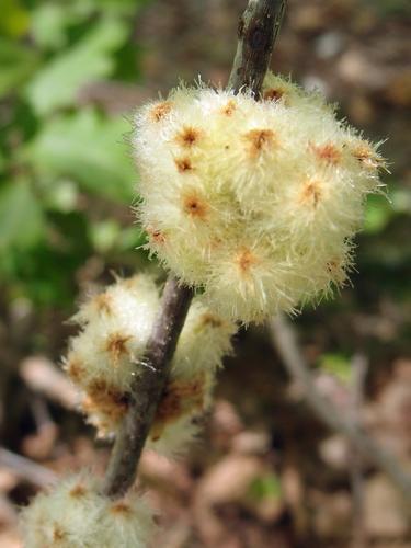 weird yucky growth on a White Oak sapling on Mount Kilburn in New Hampshire