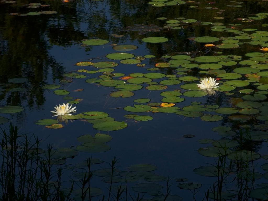 Fragrant Water-lilies (Nymphaea odorata) at Kimball Pond near Dunbarton, New Hampshire