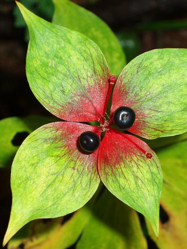 Indian Cucumber-root berries