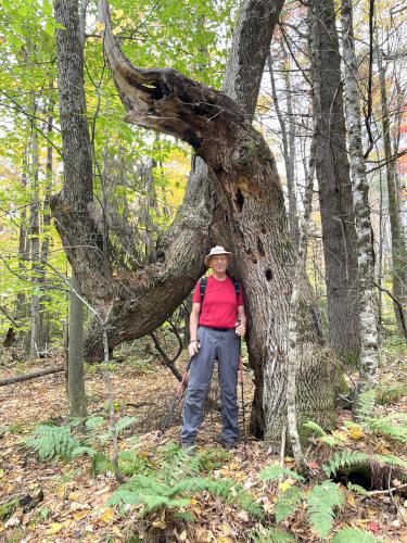 Fred in October at Kingsbury Hill in southern NH