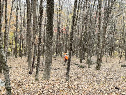 woods to bushwhack through in October at Kingsbury Hill in southern NH