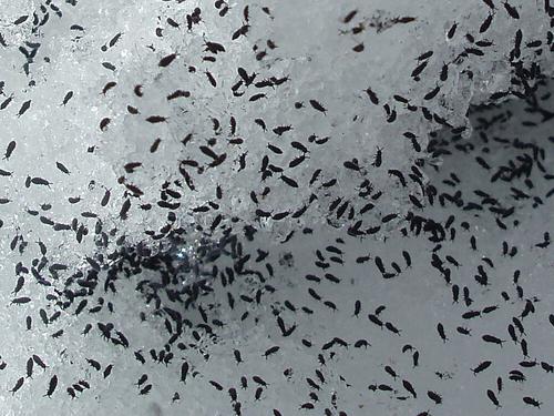 Snow Fleas (Hypogastrura nivicola)