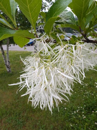 White Fringe Tree