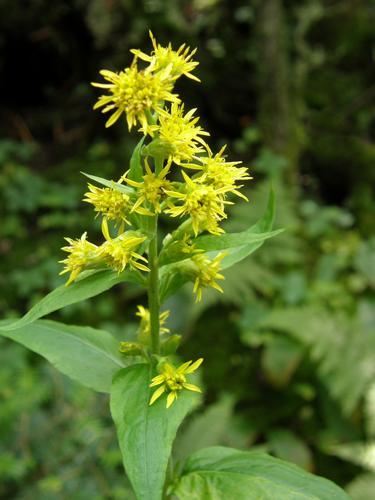 Large-leaved Goldenrod